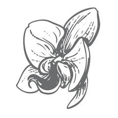 Vector ink drawing of a white orchid. Exotic phalaenopsis, side view. Engraved effect. Illustration of a tropical summer flower for wedding invitations and cruise party decorations.