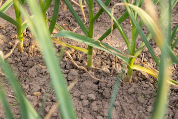 green garlic growing in an agricultural field, dry weather with dry soil, the need for care and watering of green garlic