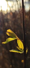 New green leaves sprouting on a branch in spring. Backlit macro shot with golden hour sunlight. Concept of growth and renewal