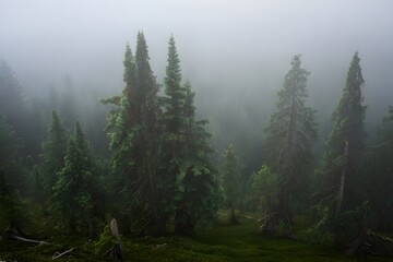 Obraz premium Misty forest landscape with tall trees and dense fog creating an atmospheric scene outdoors