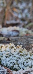 Macro close-up of frost and ice crystals on green moss. Intricate hoarfrost texture in a winter nature scene. Cold weather background with copy space