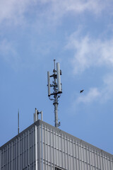 Nature adapts to technology - birds enjoy cell tower rising above sleek rooftop of urban building, perching and flying to and fro from telecom antenna's horizontal framework.