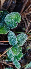 Macro close-up of green leaves covered in frost and frozen dew. Intricate ice crystals on foliage during a cold winter morning. Natural abstract texture background