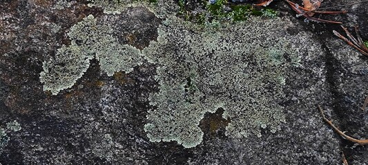 A detailed close-up of pale green foliose lichen growing on a dark, textured rock. Natural abstract pattern and organic background from a forest floor