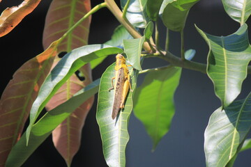 grasshopper on the leaf