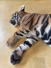 A young tiger (Panthera tigris) lies on a smooth, light-colored surface.