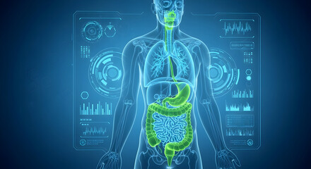 Analyzing Human Anatomy Digital Interface with Digestive System