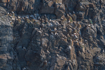 Northern gannet, (Morus bassanus)