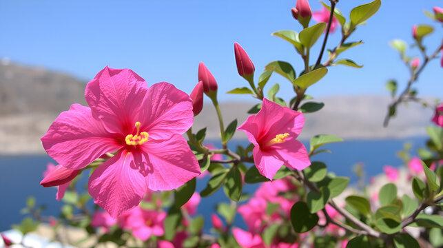 pink bougainvillea flower at a Sifnos island Greece