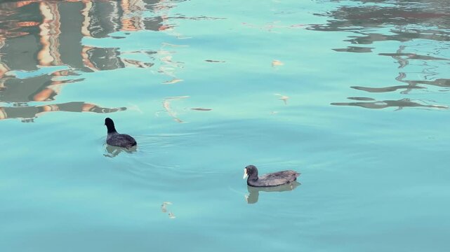 Two black mallards swim across the calm sea near the pier at the port on a sunny day. Turquoise water. Wildlife. Animals and birds