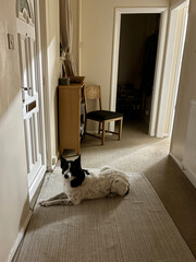 Sad border collie lying in a dim hallway facing the camera, waiting at a closed front door with soft cream walls and moody low light.
