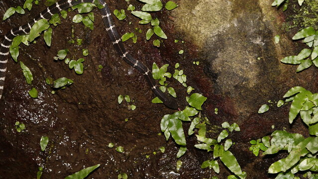 Many-banded krait (Bungarus multicinctus) 雨傘節,  Chinese krait, taken in Taiwan 