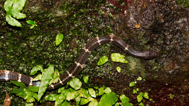 Many-banded krait (Bungarus multicinctus) 雨傘節,  Chinese krait, venomous native common snake taken in Taiwan 