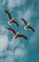 Three seagulls soaring freely against a vibrant cloudy sky, embodying freedom and the beauty of nature's flight, creating a sense of peace and wonder