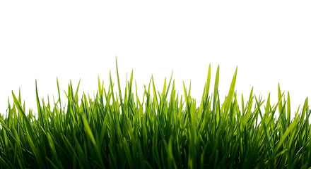 Obraz premium A vibrant patch of green grass against a stark black background creating a natural contrast effect