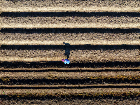 Aerial view of a person standing on a dark brown field with long rows, with a blue and pink object beside them, Klaten Regency, Central Java, Indonesia.