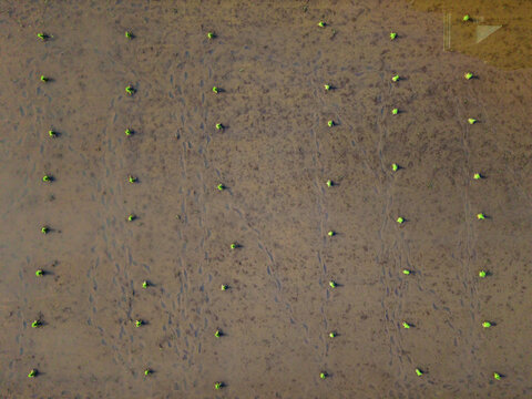 Aerial view of newly planted rice seedlings standing in flooded paddy fields, creating a geometric pattern with earthy tones and vibrant green sprouts, Klaten Regency, Central Java, Indonesia.