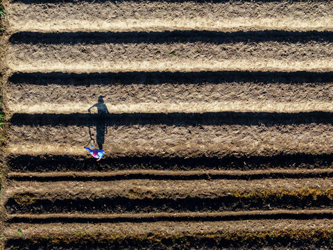Aerial view of a solitary figure tending to the earth, their shadow stretching long across the tilled fields, a testament to labor and life, Klaten Regency, Central Java, Indonesia.