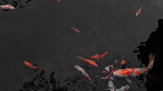 Elegant koi fish swimming peacefully in a tranquil pond.