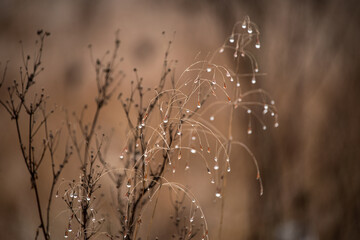  delicate dry grasses covered with dew drops on a soft brown blurred background. Natural minimalistic autumn scenery with sparkling moisture and gentle botanical. chocolate colors warm background