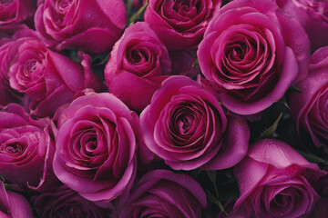 Dark pink rose wallpaper with cinematic light