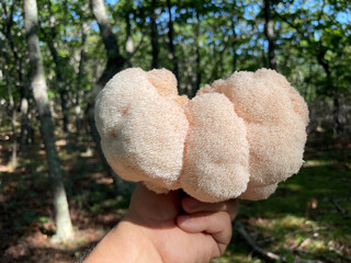 Close-up a wild Hericium erinaceus mushroom, also known as lion’s mane, in a sunlit forest. The fungus has a soft, fluffy, cream-colored texture and is displayed against a natural woodland background. © IgorCheri