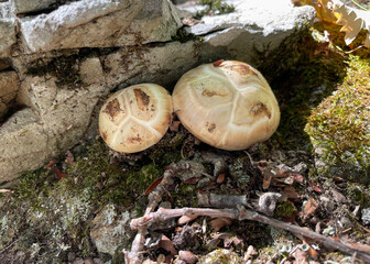 Fresh matsutake mushrooms growing on a forest floor, partially covered with soil and moss. Close-up natural scene showing the textured caps, earthy colors. 