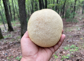 Close-up of a person holding a wild Hericium erinaceus mushroom, also known as lion’s mane, in a sunlit forest.  © IgorCheri