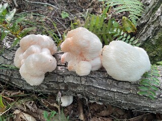 Close-up a wild Hericium erinaceus mushroom, also known as lion’s mane, in a sunlit forest. The fungus has a soft, fluffy, cream-colored texture and is displayed against a natural woodland background. © IgorCheri