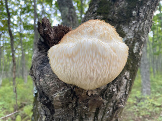 Close-up a wild Hericium erinaceus mushroom, also known as lion’s mane, in a sunlit forest. The fungus has a soft, fluffy, cream-colored texture and is displayed against a natural woodland background.