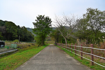 Old roads, fences and trees