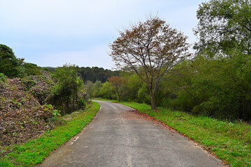 An old road, a small tree, and a tree with branches