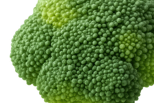 Close up of fresh green romanesco broccoli florets demonstrating healthy raw eating and organic nutrition