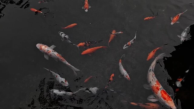 Graceful koi fish swimming in a quiet and relaxing pond environment.