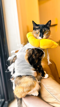 Cozy Indoor Cat Posing in Yellow Pet Recovery Collar