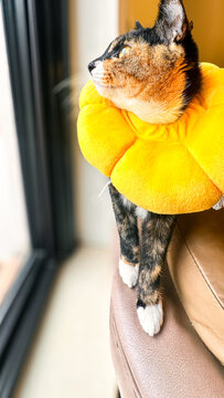 Cozy Indoor Cat Posing in Yellow Pet Recovery Collar