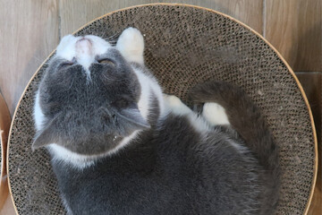 Cat calm and relax , American shorthair classic silver in living room