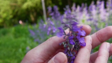 close-up of a tender hand gently touching and caressing vibrant purple lavender-like flowers, conveying serenity, care, and connection with nature 