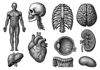 Detailed engraved anatomical human organs and skeleton illustrations