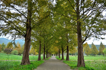 Pine trees spread out on both sides of the foot