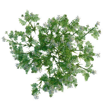 Orlaya grandiflora tree plan, top view, cutout, transparent background, 4k isolate, Delicate white wildflowers and green foliage from above for design needs