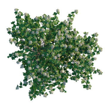 Physocarpus opulifolius tree plan, top view, cutout, transparent background, 4k isolate, Hawthorn flowering shrub, top view for architectural rendering projects