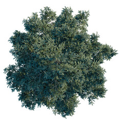 Picea engelmannii tree plan, top view, cutout, transparent background, 4k isolate, Detailed top view of a lush green deciduous tree canopy