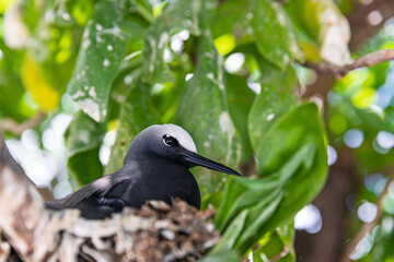 Portrait of a Black Noddy bird nesting between tree branches on Lady Elliot Island, Queensland, Australia.