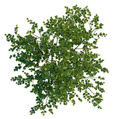 Vaccinium myrtillus tree plan, top view, cutout, transparent background, 4k isolate, Ripe blueberries on leafy branches, perfect for healthy eating and summer recipes.