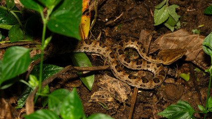 Wildlife macro in Taiwan snake, Brown-spotted Pit Viper (Protobothrops mucrosquamatus) 龜殼花, taken in Taiwan natural habitat