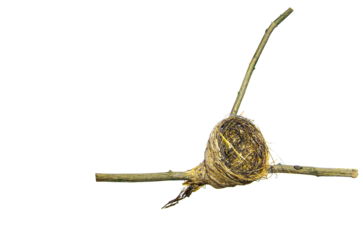 A sparrow bird nest on twig on Transparent Background, structure birds build for laying and incubating eggs and raising their young, providing a safe and insulated space