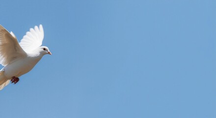 Blue sky backdrop with flying white dove — powerful imagery for peace, freedom and hopeful messages