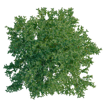 Pistacia lentiscus tree plan, top view, cutout, transparent background, 4k isolate, Lush green oak tree top view with subtle red berries for nature designs