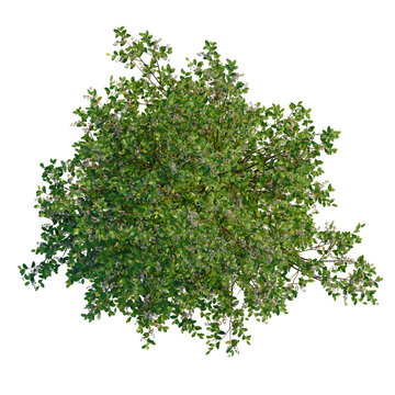 Prunus padus tree plan, top view, cutout, transparent background, 4k isolate, Lush green blueberry bush with ripening berries, top down view